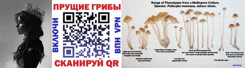 Псилоцибиновые грибы ЛСД  Купить закладки  Поронайск 